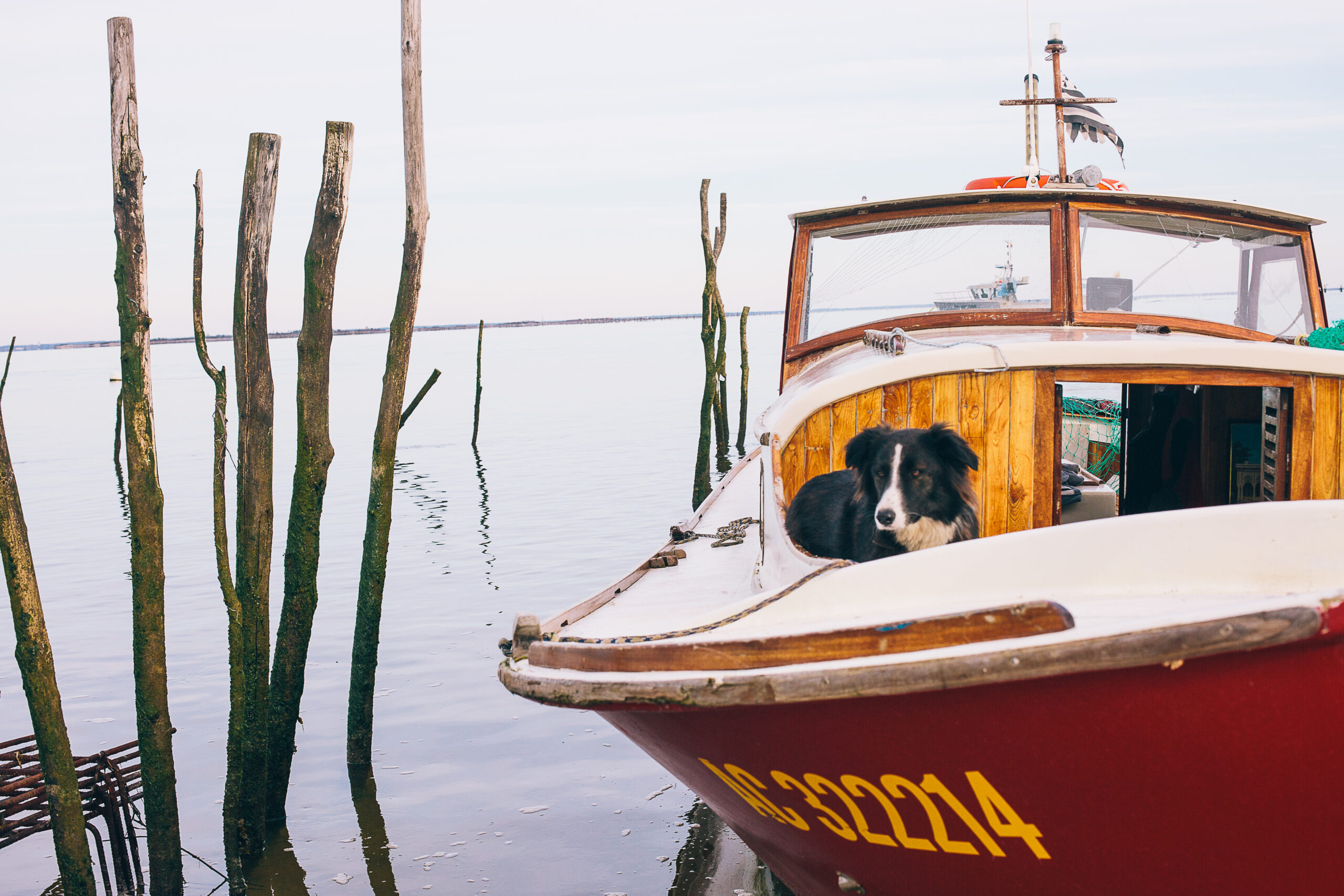 Un chien sur une pinasse en Hiver.