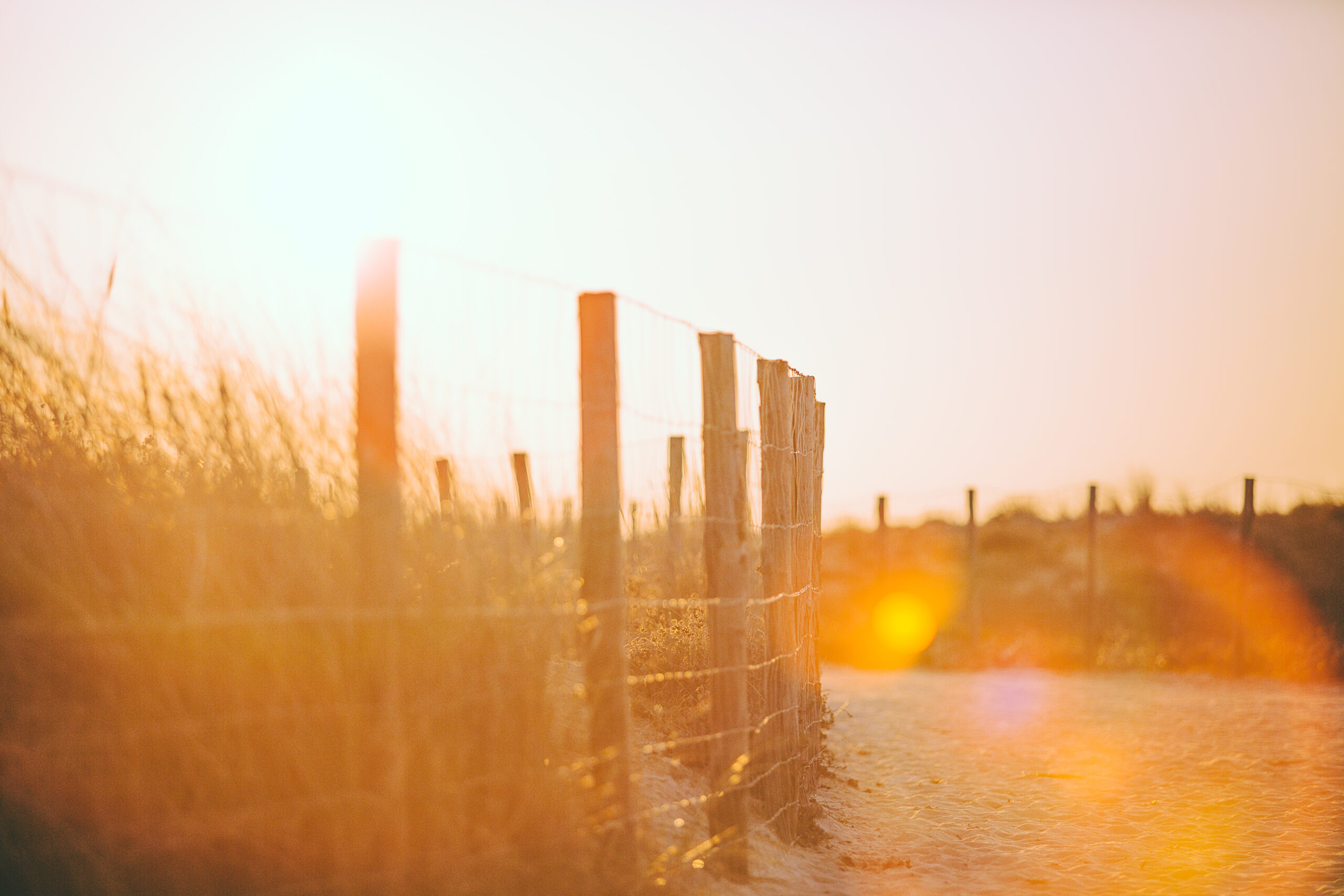 La végétation à l'océan du Grand Crohot.