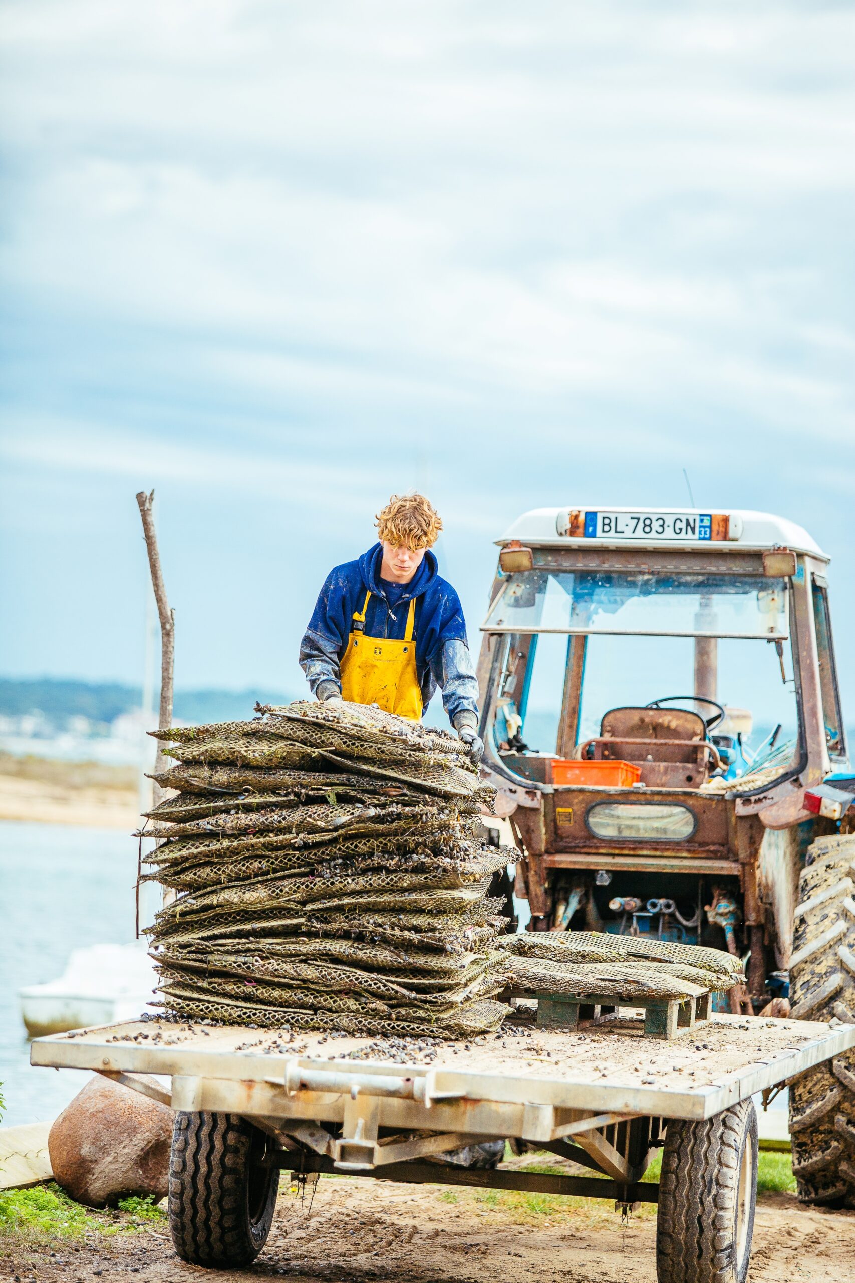 Un ostréiculteur empile des sacs d'huîtres sur un tracteur.
