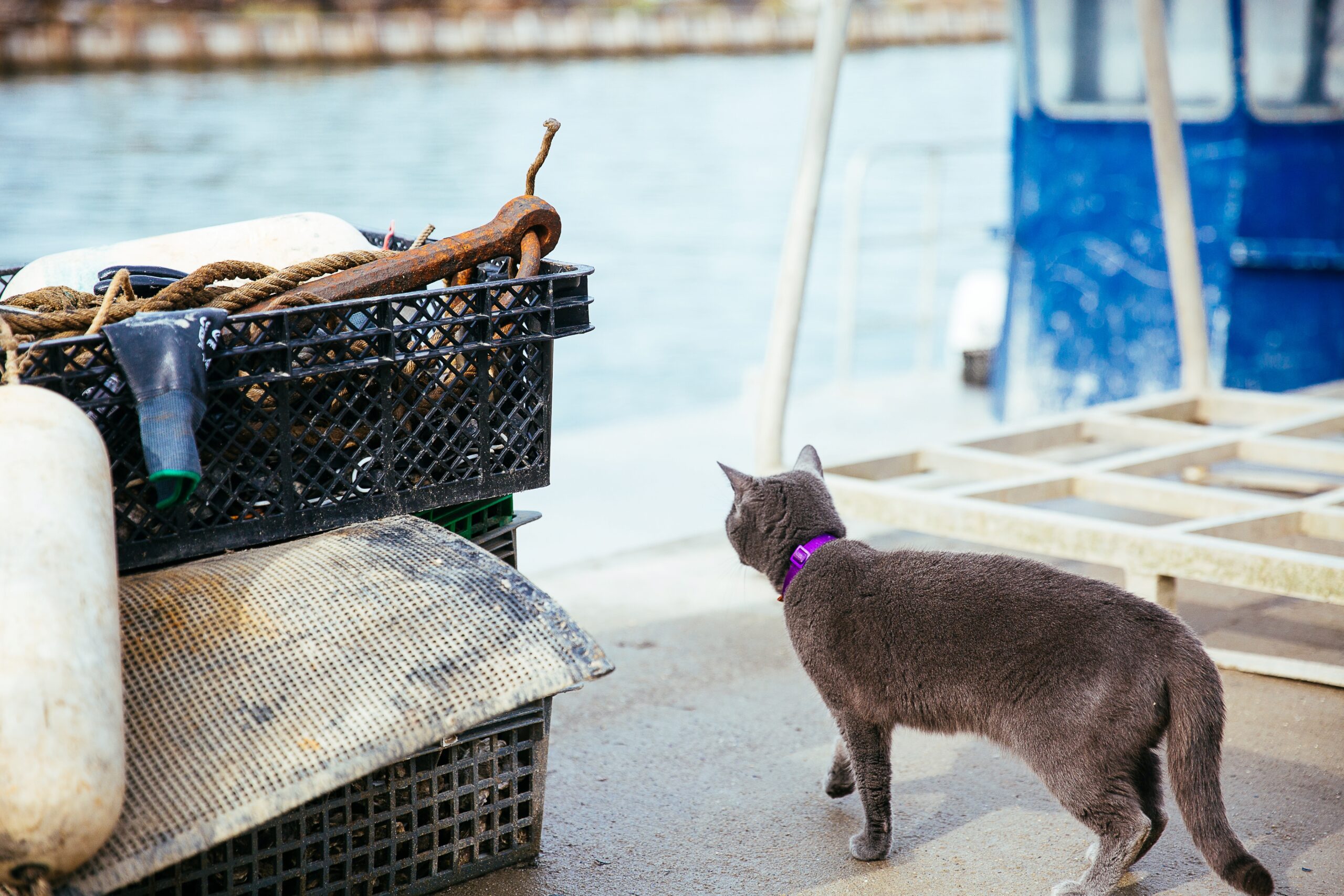 Au port de Piraillan, un chat se promène.