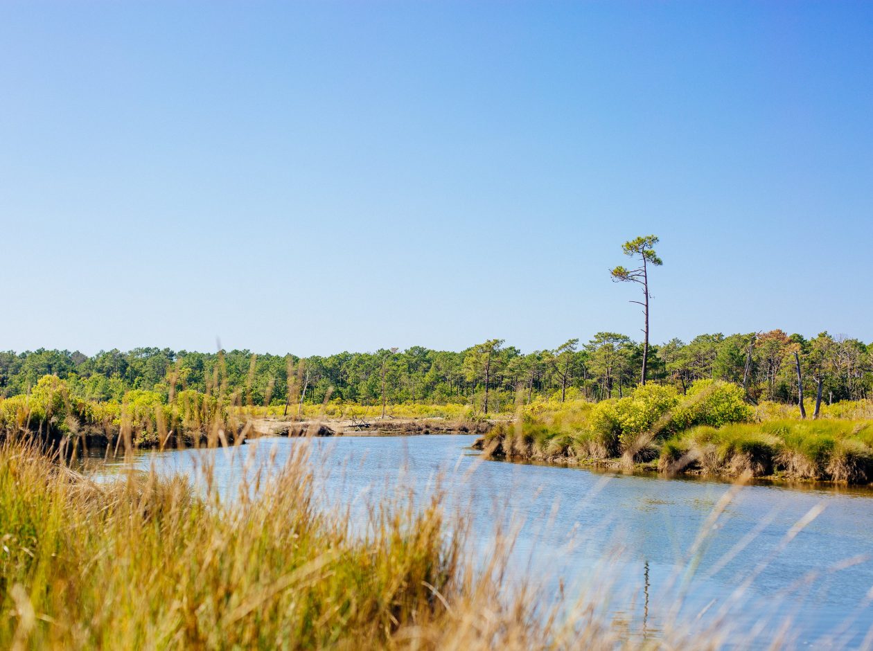 Les près de Lège-Cap Ferret.