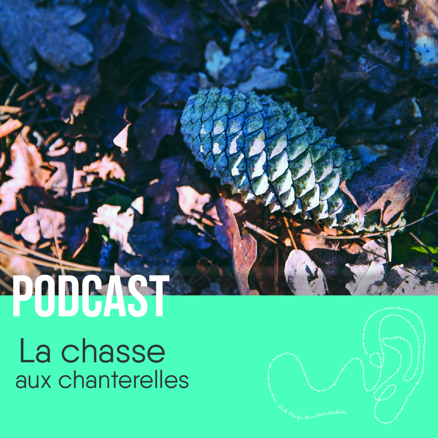 podcast sur la chasse aux chanterelles. C'est une pigne avec en dessous des feuilles.
